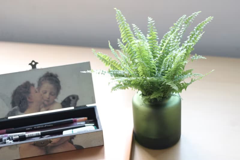 水培植栽│波士頓腎蕨_室內植物 辦公室盆栽  店內布置 送禮