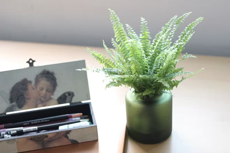 水培植栽│波士頓腎蕨_室內植物 辦公室盆栽  店內布置 送禮