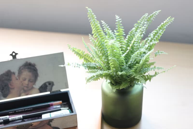 水培植栽│波士頓腎蕨_室內植物 辦公室盆栽  店內布置 送禮