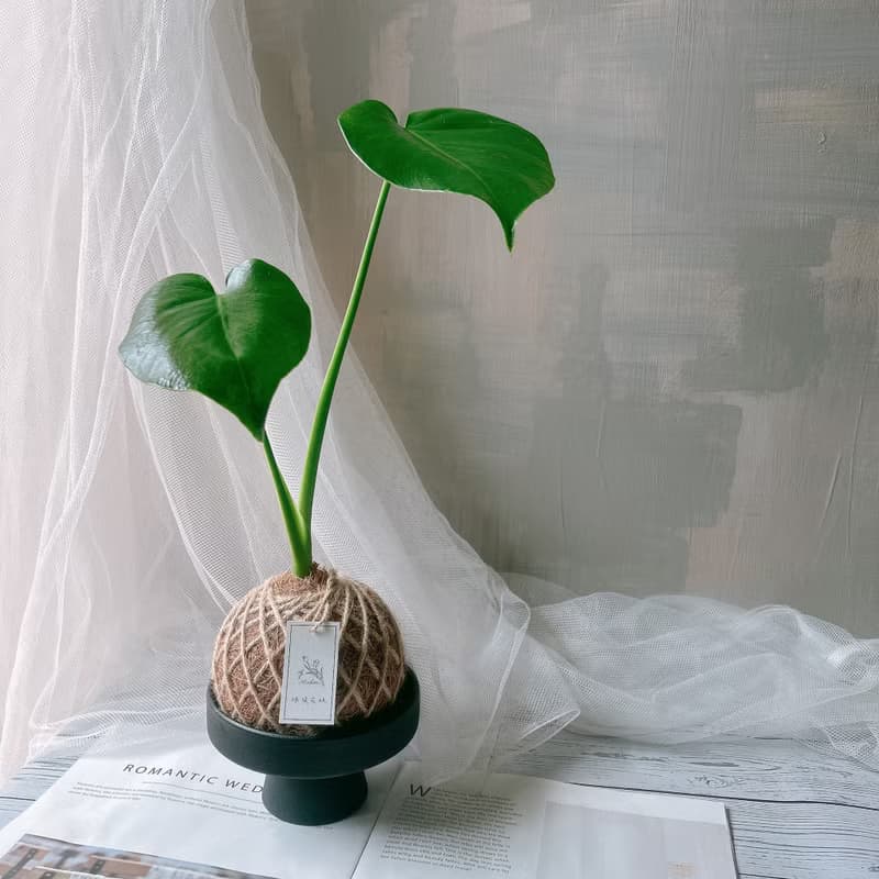 小苔球 龜背芋 植栽 室內植物