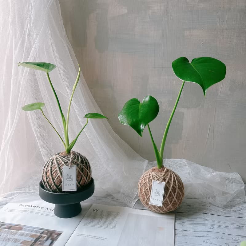 小苔球 龜背芋 植栽 室內植物