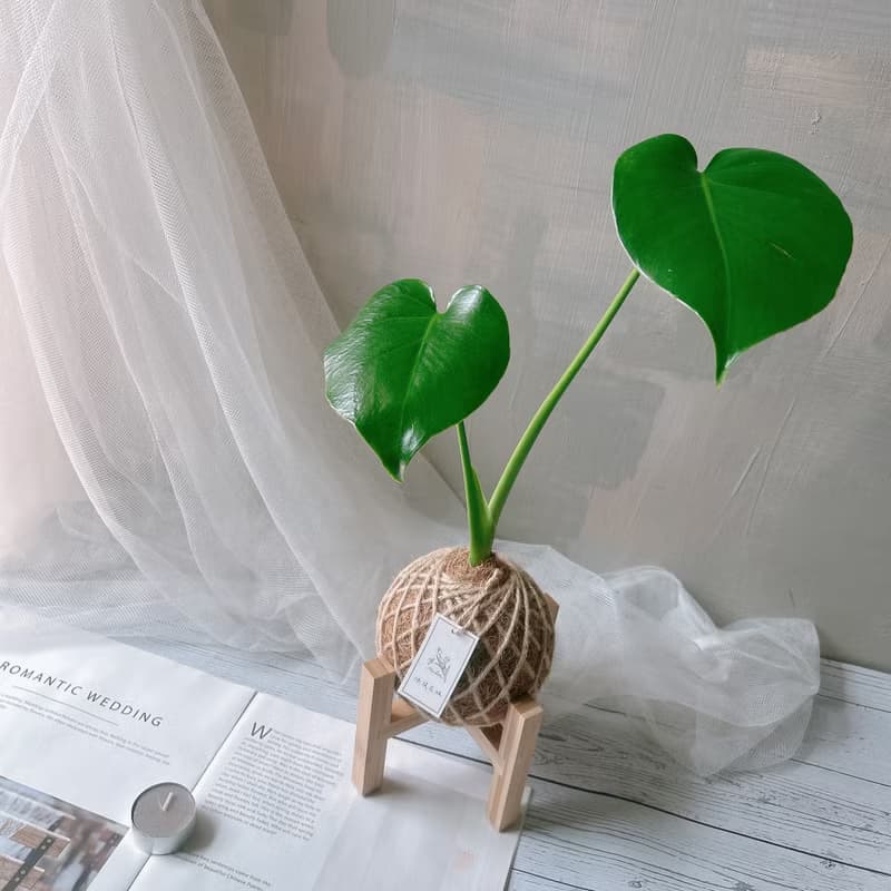 小苔球 龜背芋 植栽 室內植物