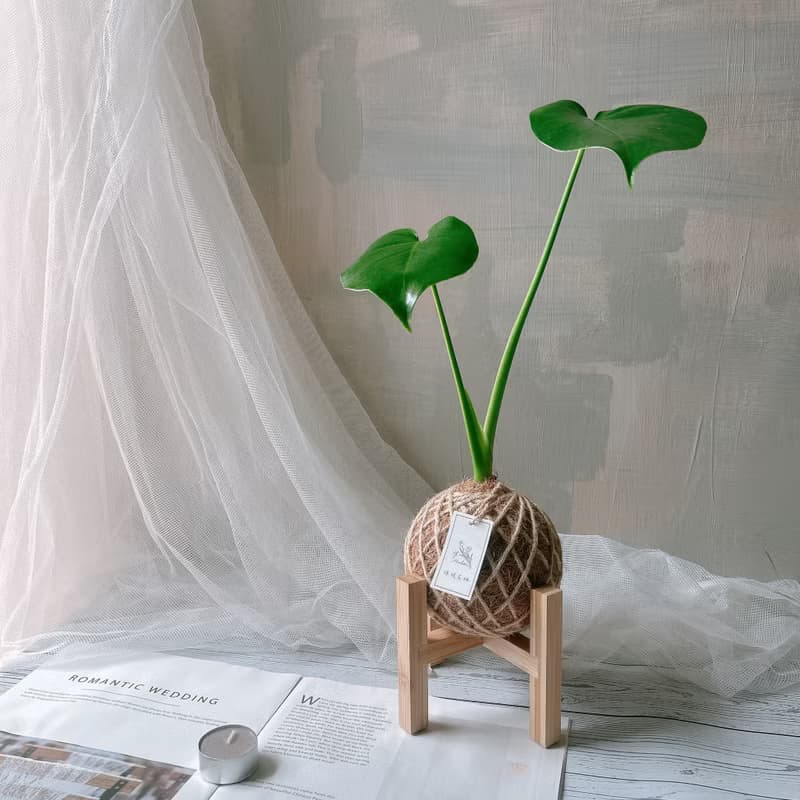 小苔球 龜背芋 植栽 室內植物