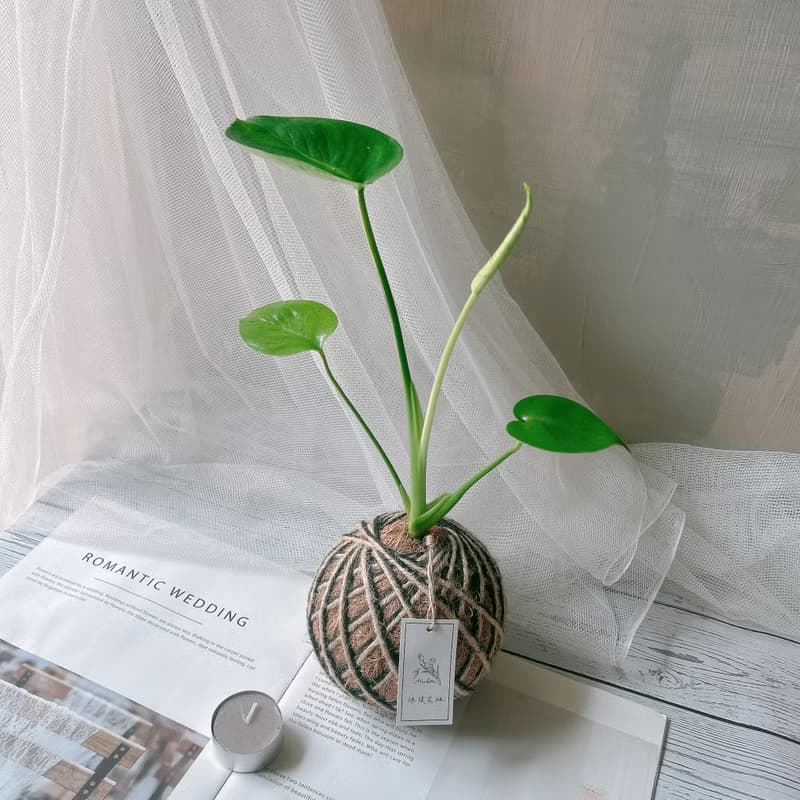 小苔球 龜背芋 植栽 室內植物