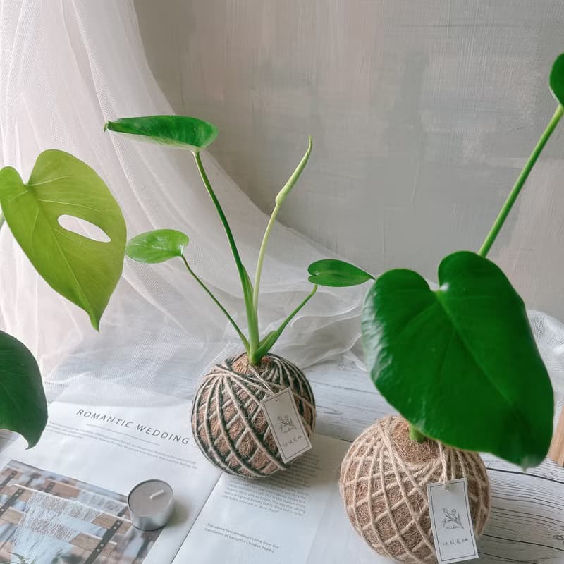 小苔球 龜背芋 植栽 室內植物
