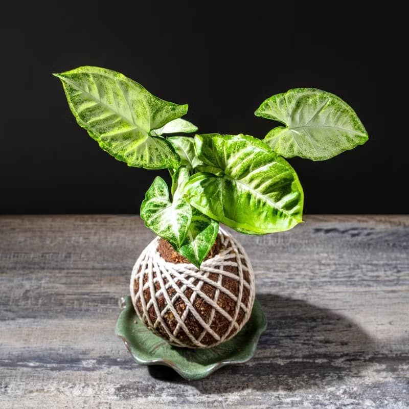 合果芋苔球 苔球植物 苔玉 適合室內植物 辦公室植物 交換禮物