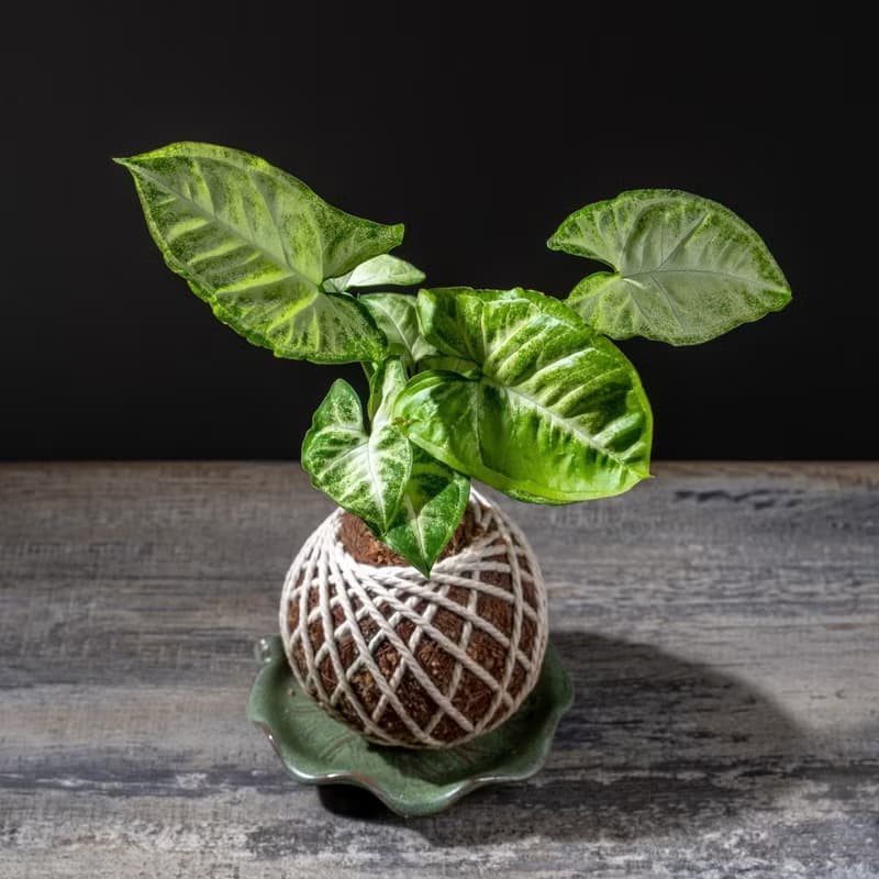 合果芋苔球 苔球植物 苔玉 適合室內植物 辦公室植物 交換禮物