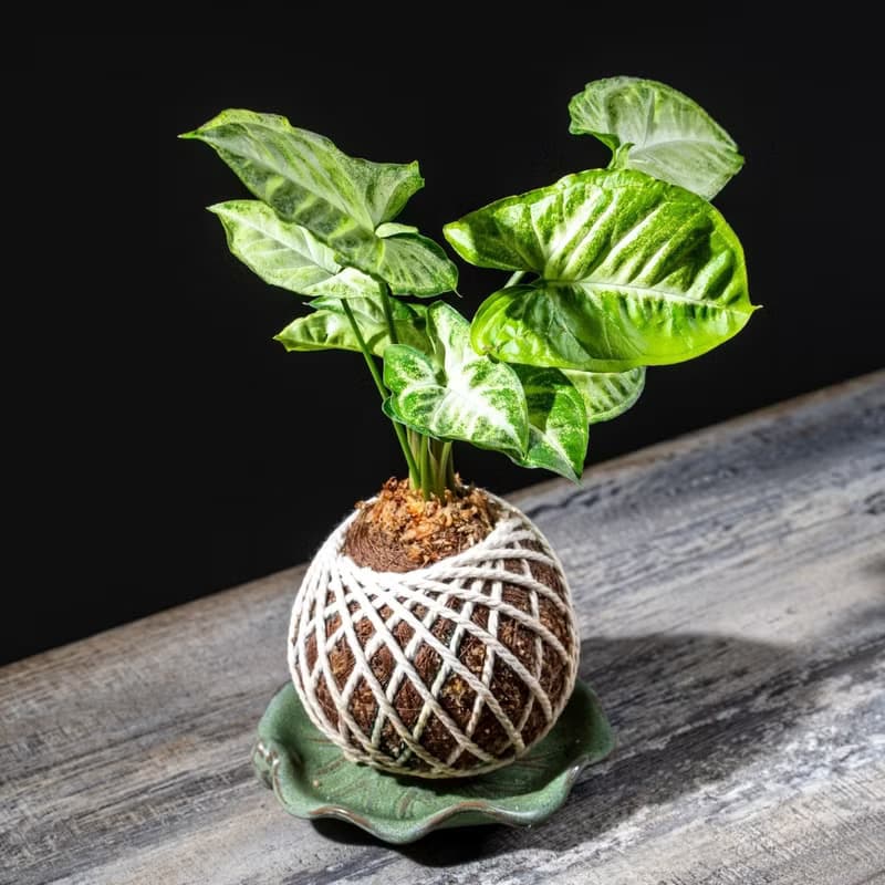 合果芋苔球 苔球植物 苔玉 適合室內植物 辦公室植物 交換禮物