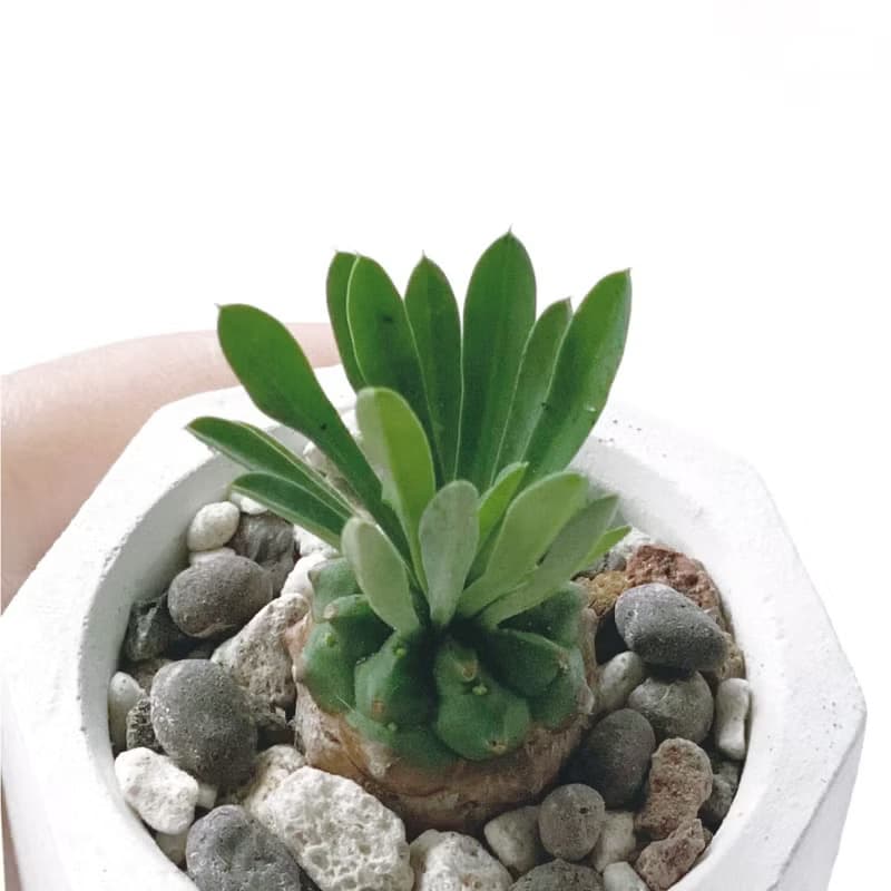 (現貨) 莫蘭迪綠系列 | 峨嵋山 小八角形雙色水泥多肉植栽