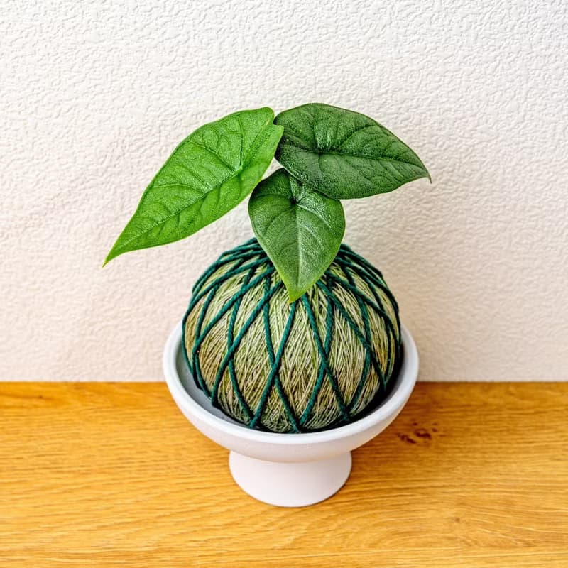 苔球植物 犀牛皮觀音蓮墨綠苔球加磨砂高腳缽 苔球 苔玉 禮物