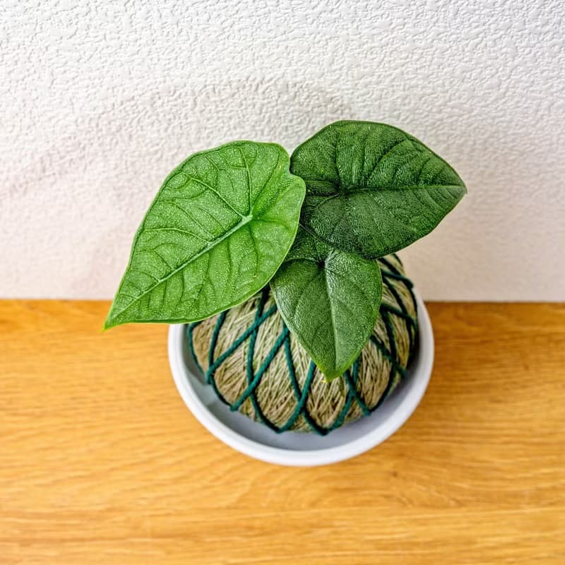 苔球植物 犀牛皮觀音蓮墨綠苔球加磨砂高腳缽 苔球 苔玉 禮物