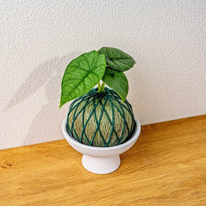 苔球植物 犀牛皮觀音蓮墨綠苔球加磨砂高腳缽 苔球 苔玉 禮物