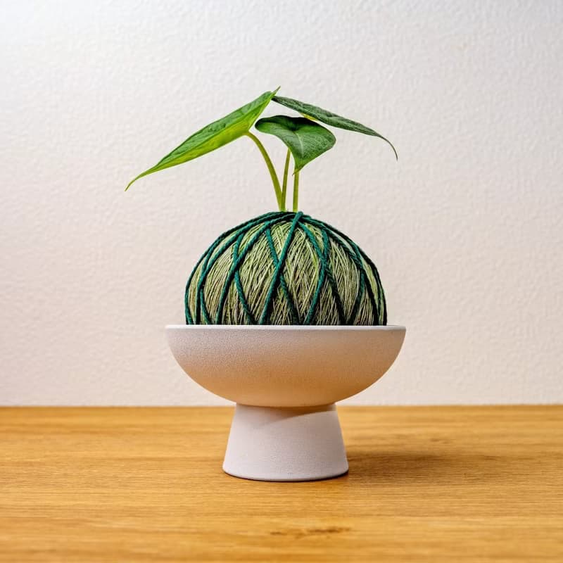 苔球植物 犀牛皮觀音蓮墨綠苔球加磨砂高腳缽 苔球 苔玉 禮物