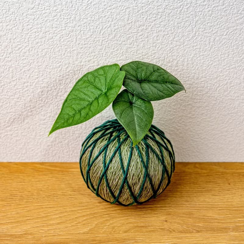 苔球植物 犀牛皮觀音蓮墨綠苔球加磨砂高腳缽 苔球 苔玉 禮物