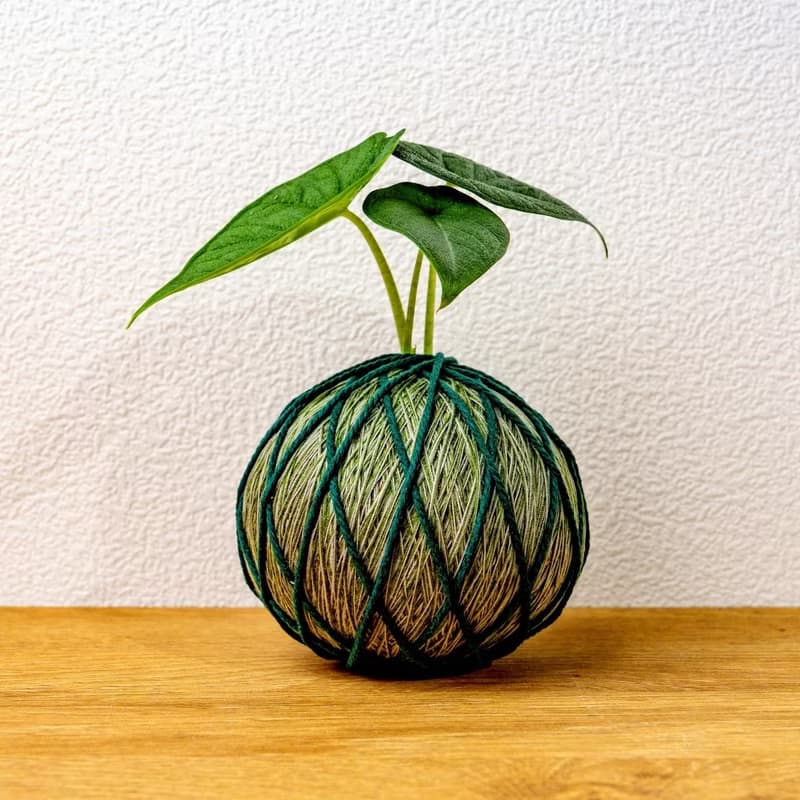 苔球植物 犀牛皮觀音蓮墨綠苔球加磨砂高腳缽 苔球 苔玉 禮物