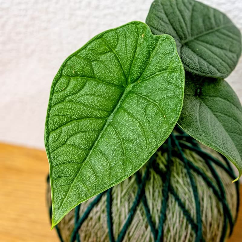 苔球植物 犀牛皮觀音蓮墨綠苔球加磨砂高腳缽 苔球 苔玉 禮物