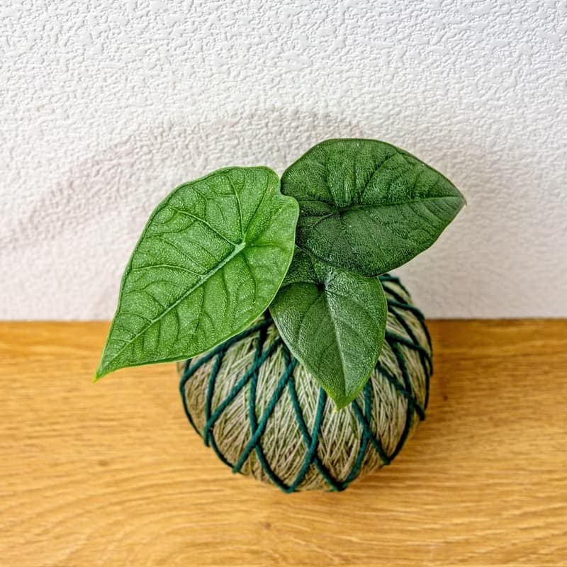 苔球植物 犀牛皮觀音蓮墨綠苔球加磨砂高腳缽 苔球 苔玉 禮物