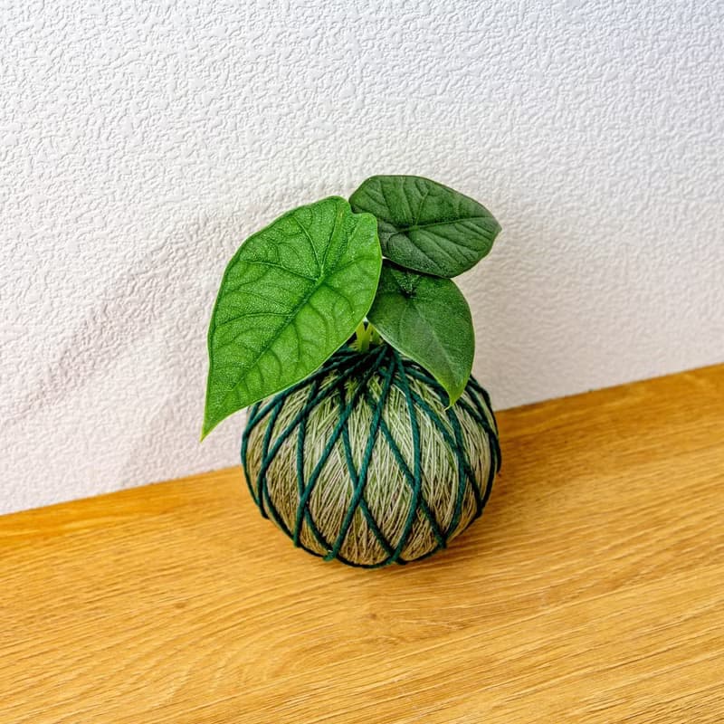 苔球植物 犀牛皮觀音蓮墨綠苔球加磨砂高腳缽 苔球 苔玉 禮物