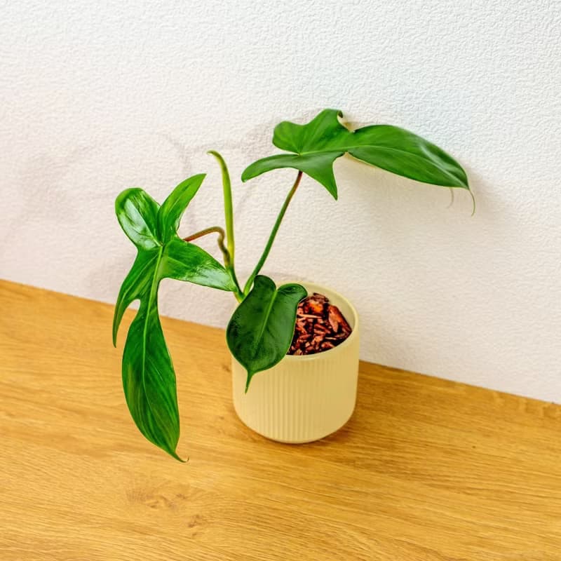 龍爪蔓綠絨 莫蘭迪色系直紋陶盆 室內植物 觀葉植物 禮物 盆栽
