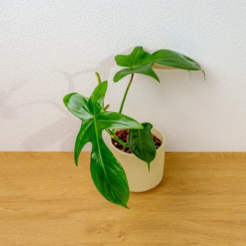龍爪蔓綠絨 莫蘭迪色系直紋陶盆 室內植物 觀葉植物 禮物 盆栽