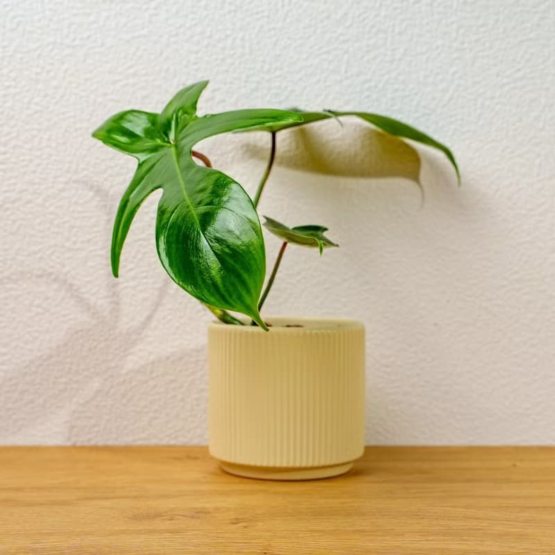 龍爪蔓綠絨 莫蘭迪色系直紋陶盆 室內植物 觀葉植物 禮物 盆栽