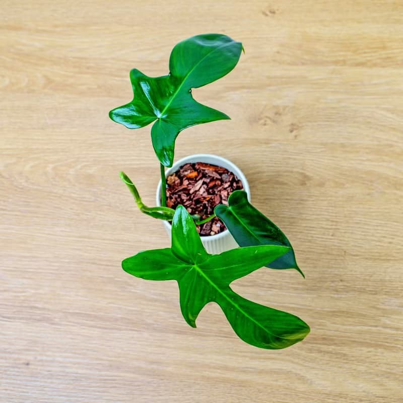 龍爪蔓綠絨 莫蘭迪色系直紋陶盆 室內植物 觀葉植物 禮物 盆栽