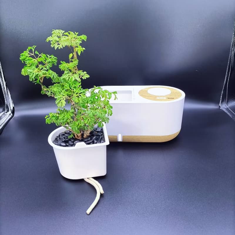藍芽智慧音箱 福祿桐(富貴樹) 懶人盆栽 室內植物