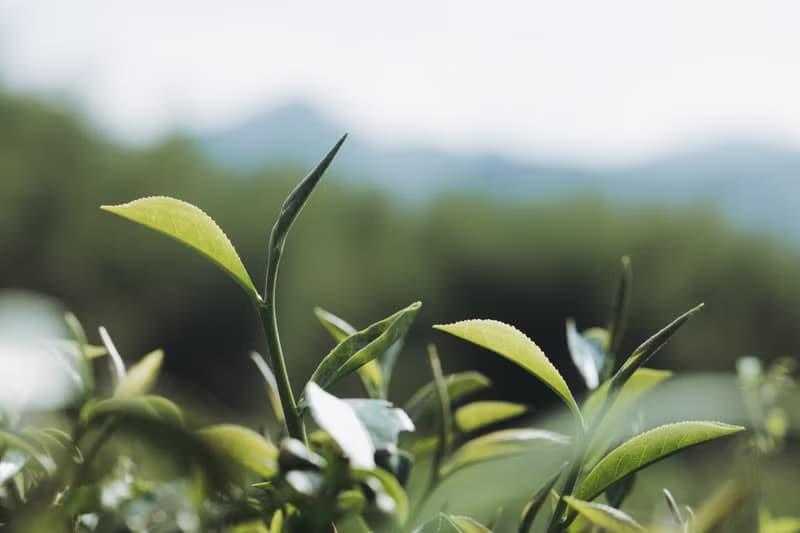 【台灣茶葉】山嵐綠茶 日式清甜 適合冷泡熱泡 三角立體茶包12入