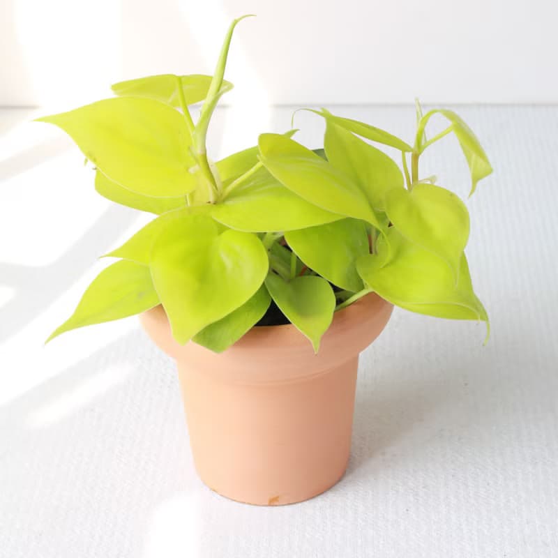 植栽 盆栽 l 心葉蔓綠絨 (黃) 冰淇淋杯陶盆 藤蔓植物  室內植物