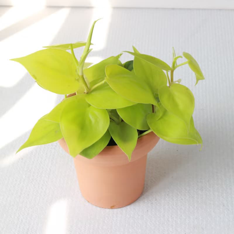 植栽 盆栽 l 心葉蔓綠絨 (黃) 冰淇淋杯陶盆 藤蔓植物  室內植物
