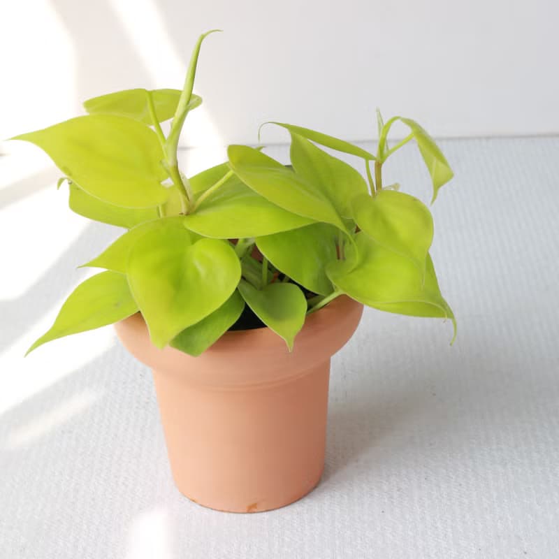 植栽 盆栽 l 心葉蔓綠絨 (黃) 冰淇淋杯陶盆 藤蔓植物  室內植物