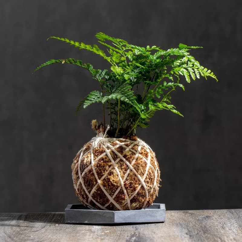 兔腳蕨苔球 苔球植物 苔玉 室內植物 辦公室植物 交換禮物