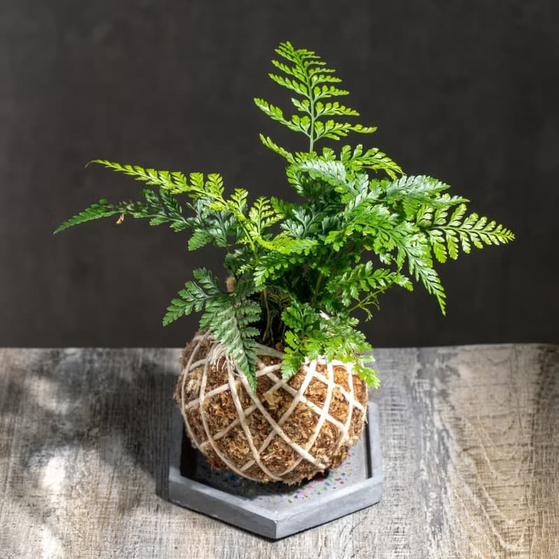 兔腳蕨苔球 苔球植物 苔玉 室內植物 辦公室植物 交換禮物