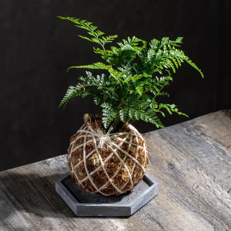 兔腳蕨苔球 苔球植物 苔玉 室內植物 辦公室植物 交換禮物