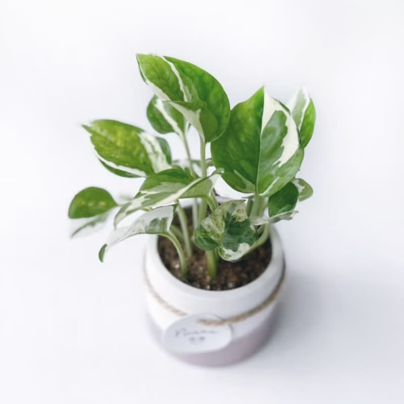 (預購) 莫蘭迪粉系列 | 白金葛 室內植栽 圓形雙色水泥觀葉盆栽