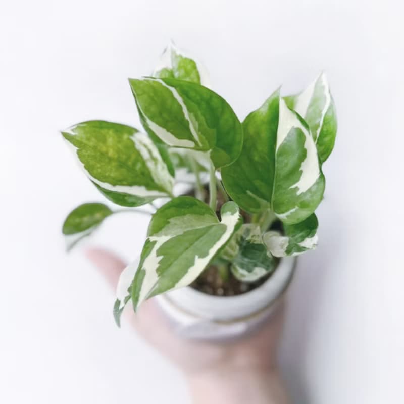 (預購) 莫蘭迪粉系列 | 白金葛 室內植栽 圓形雙色水泥觀葉盆栽