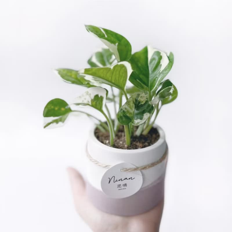 (預購) 莫蘭迪粉系列 | 白金葛 室內植栽 圓形雙色水泥觀葉盆栽