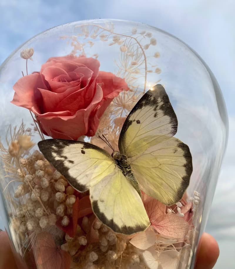 蝴蝶標本玻璃盅-黃粉蝶/七夕情人節/乾燥花/生態瓶/鳳蝶/父親節