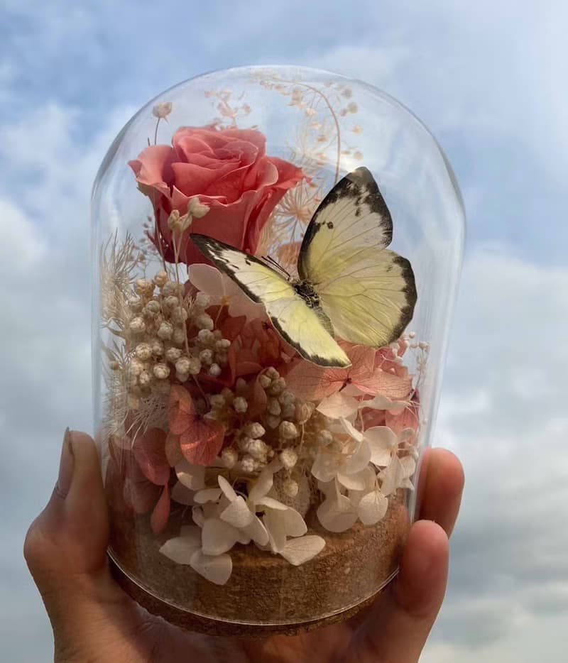 蝴蝶標本玻璃盅-黃粉蝶/七夕情人節/乾燥花/生態瓶/鳳蝶/父親節