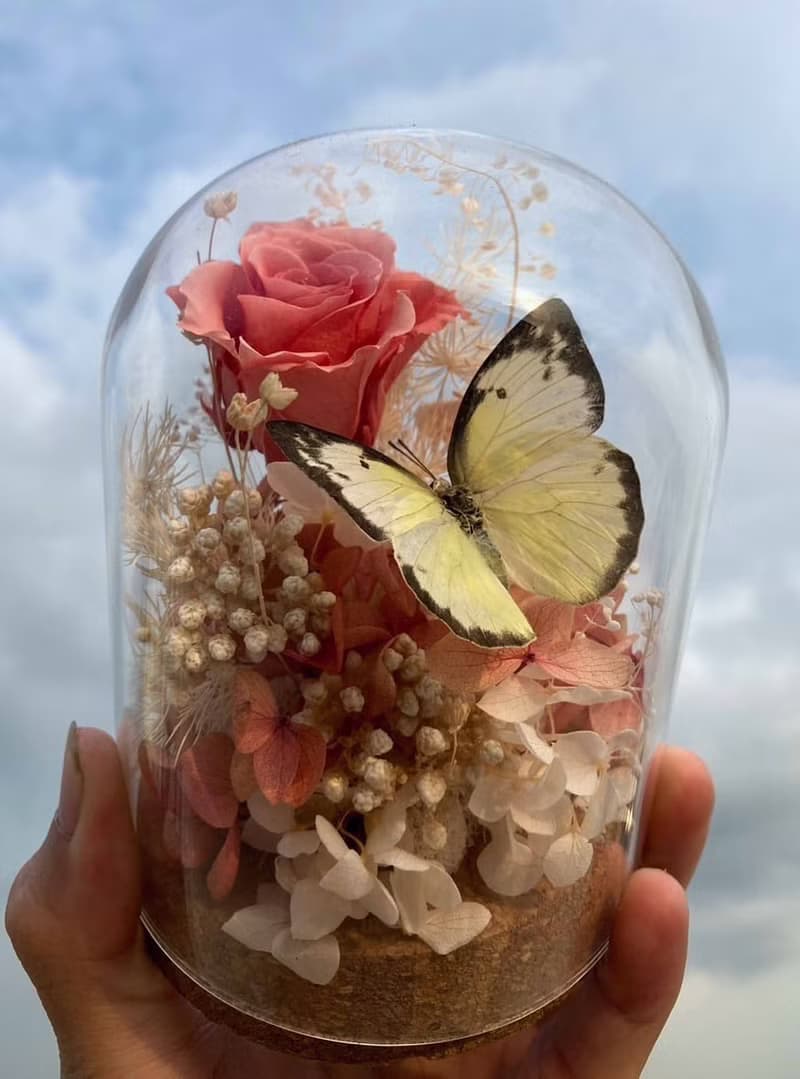 蝴蝶標本玻璃盅-黃粉蝶/七夕情人節/乾燥花/生態瓶/鳳蝶/父親節