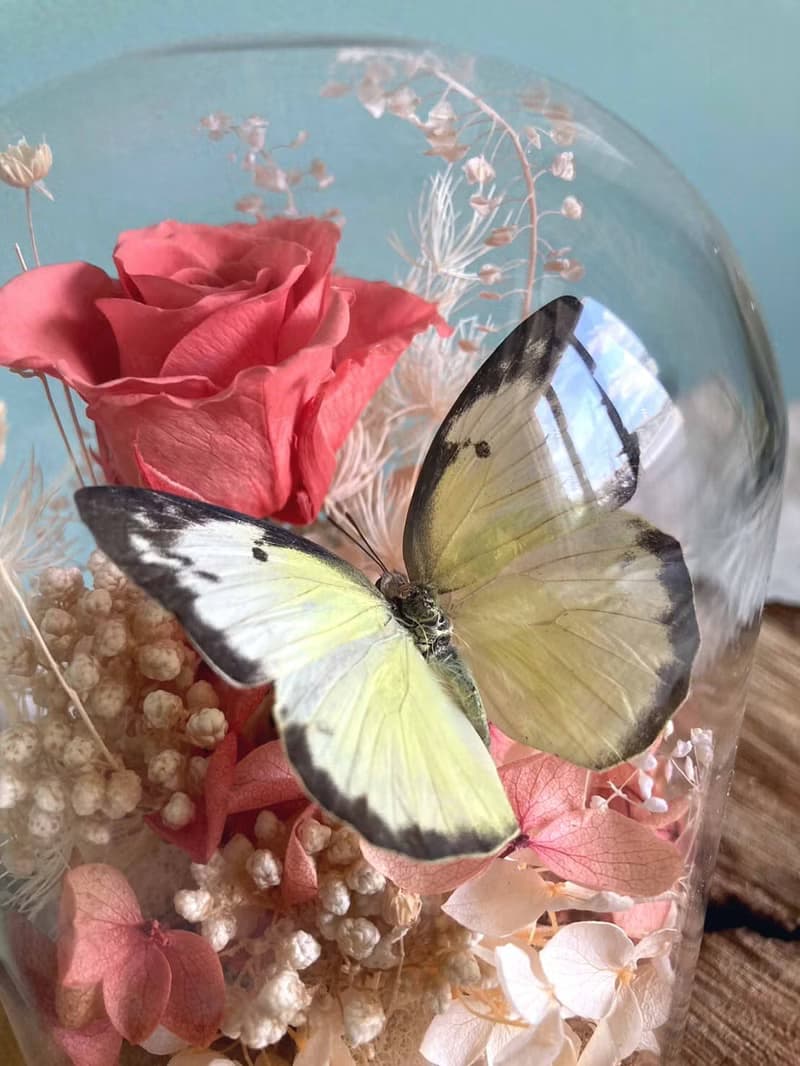 蝴蝶標本玻璃盅-黃粉蝶/七夕情人節/乾燥花/生態瓶/鳳蝶/父親節