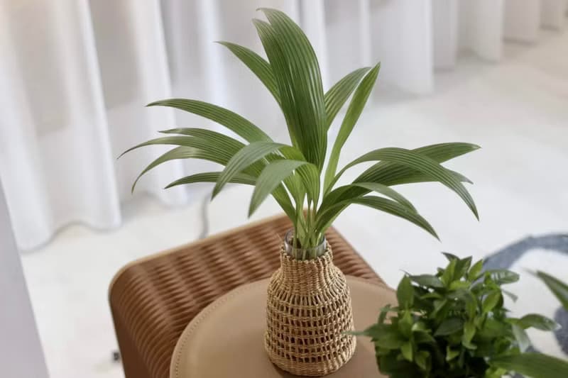 水培植栽│蒲葵_室內植物 辦公室盆栽 店內擺設