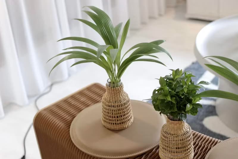 水培植栽│蒲葵_室內植物 辦公室盆栽 店內擺設