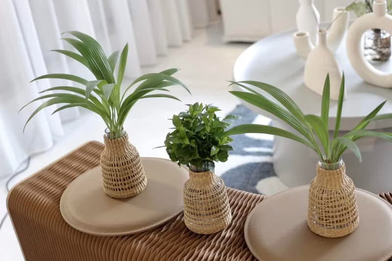 水培植栽│蒲葵_室內植物 辦公室盆栽 店內擺設