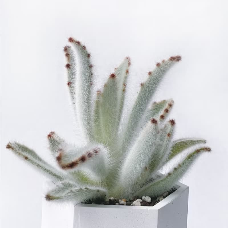 (預購) 白灰漸層系列 | 毛兔耳 六邊形水泥多肉植栽