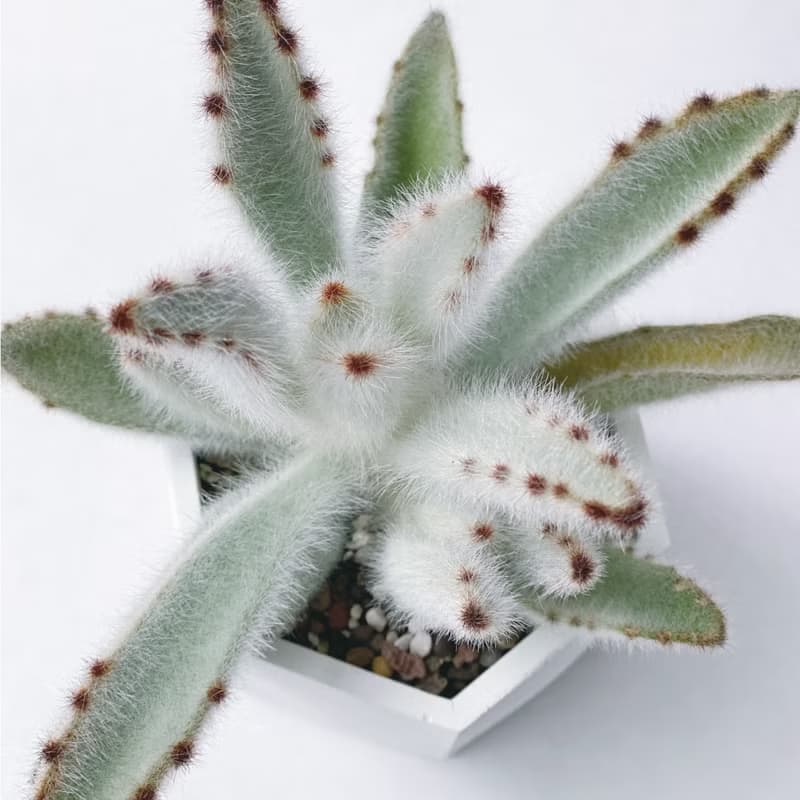 (預購) 白灰漸層系列 | 毛兔耳 六邊形水泥多肉植栽
