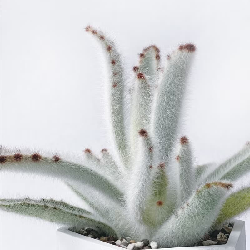 (預購) 白灰漸層系列 | 毛兔耳 六邊形水泥多肉植栽
