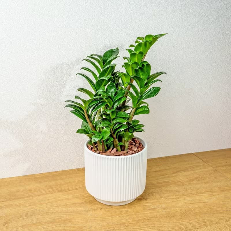 金錢樹 直線條白陶盆栽 開幕盆栽推薦 桌上盆栽 送禮
