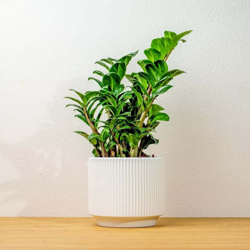 金錢樹 直線條白陶盆栽 開幕盆栽推薦 桌上盆栽 送禮