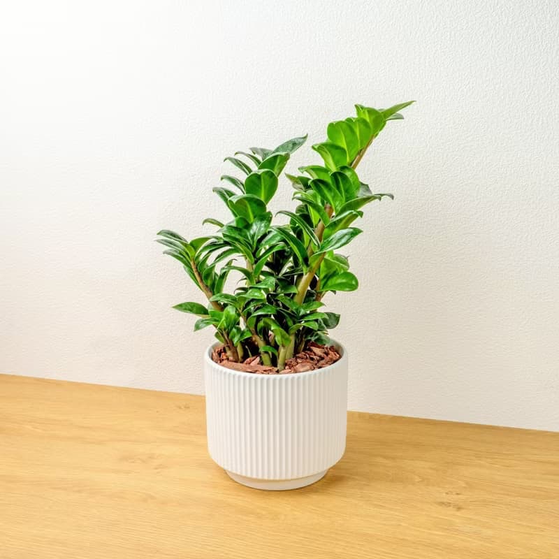 金錢樹 直線條白陶盆栽 開幕盆栽推薦 桌上盆栽 送禮